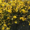 6 Yellow Carolina Jasmine Live Plants - Starter Vines, Climbing, 8-10 inches - Image 1