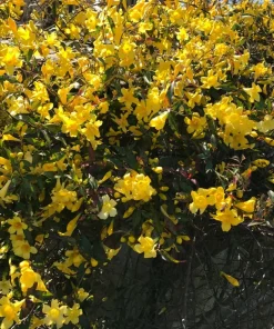 6 Yellow Carolina Jasmine Live Plants - Starter Vines, Climbing, 8-10 inches - Image 1