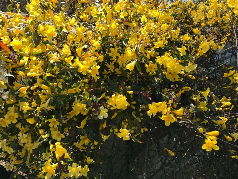 6 Yellow Carolina Jasmine Live Plants - Starter Vines, Climbing, 8-10 inches - Image 1