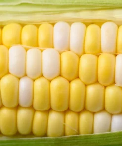 60 Bicolor Corn Delectable Yellow & White Vegetable Seeds - Image 2