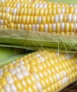 60 Bicolor Corn Delectable Yellow & White Vegetable Seeds - Image 3
