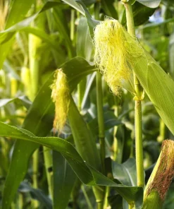 60 Bicolor Corn Delectable Yellow & White Vegetable Seeds - Image 4
