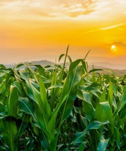 60 Bicolor Corn Delectable Yellow & White Vegetable Seeds - Image 5