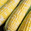 60 Bicolor Corn Delectable Yellow & White Vegetable Seeds - Image 1