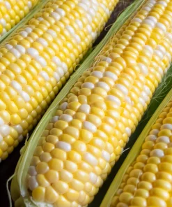 60 Bicolor Corn Delectable Yellow & White Vegetable Seeds - Image 1