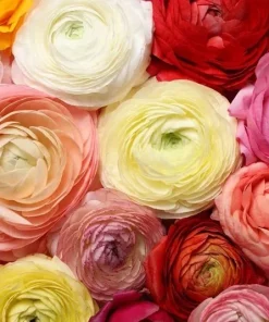 60 Mixed Ranunculus Seeds - Double Bloom Buttercups Colorful Perennial Flowers - Image 2