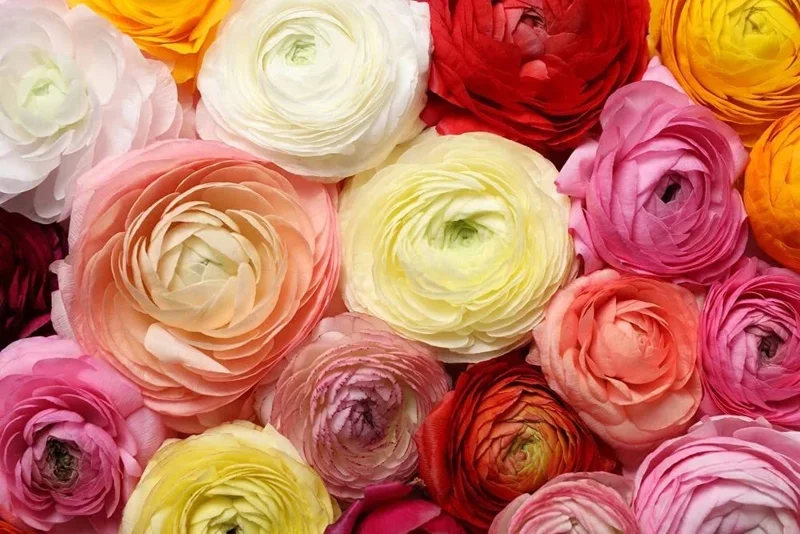 60 Mixed Ranunculus Seeds - Double Bloom Buttercups Colorful Perennial Flowers - Image 2