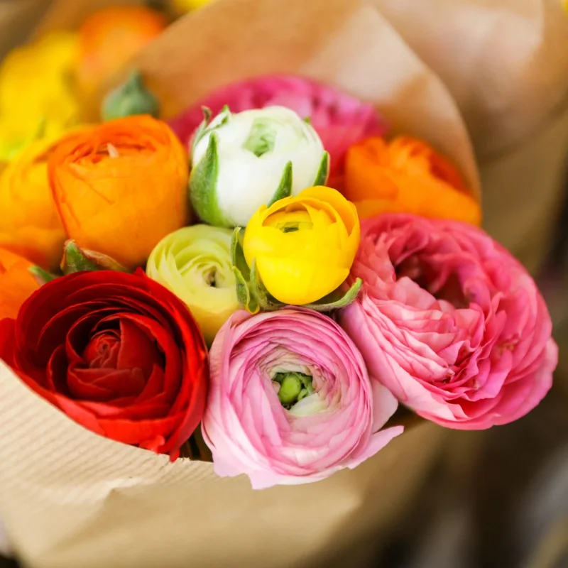 60 Mixed Ranunculus Seeds - Double Bloom Buttercups Colorful Perennial Flowers - Image 1