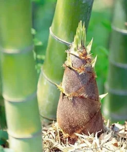 60+ Moso King Bamboo Seeds - Giant Phyllostachys edulis Perennial for Indoor/Outdoor - Image 2
