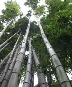 60+ Moso King Bamboo Seeds - Giant Phyllostachys edulis Perennial for Indoor/Outdoor - Image 3