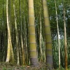 60+ Moso King Bamboo Seeds - Giant Phyllostachys edulis Perennial for Indoor/Outdoor - Image 1