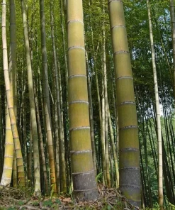 60+ Moso King Bamboo Seeds - Giant Phyllostachys edulis Perennial for Indoor/Outdoor - Image 1