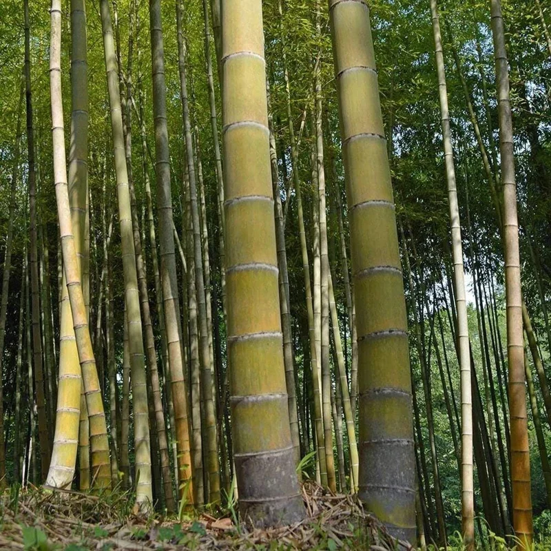 60+ Moso King Bamboo Seeds - Giant Phyllostachys edulis Perennial for Indoor/Outdoor - Image 1