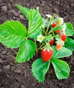 60 Ruegen Everbearing Alpine Strawberry Seeds - Fragaria Vesca Red Berry Fruit - Image 10