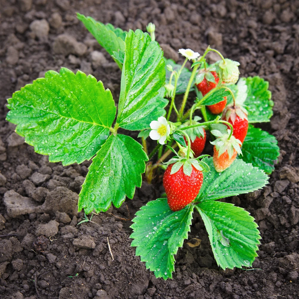 60 Ruegen Everbearing Alpine Strawberry Seeds - Fragaria Vesca Red Berry Fruit - Image 10