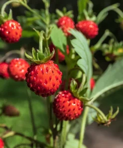 60 Ruegen Everbearing Alpine Strawberry Seeds - Fragaria Vesca Red Berry Fruit - Image 2