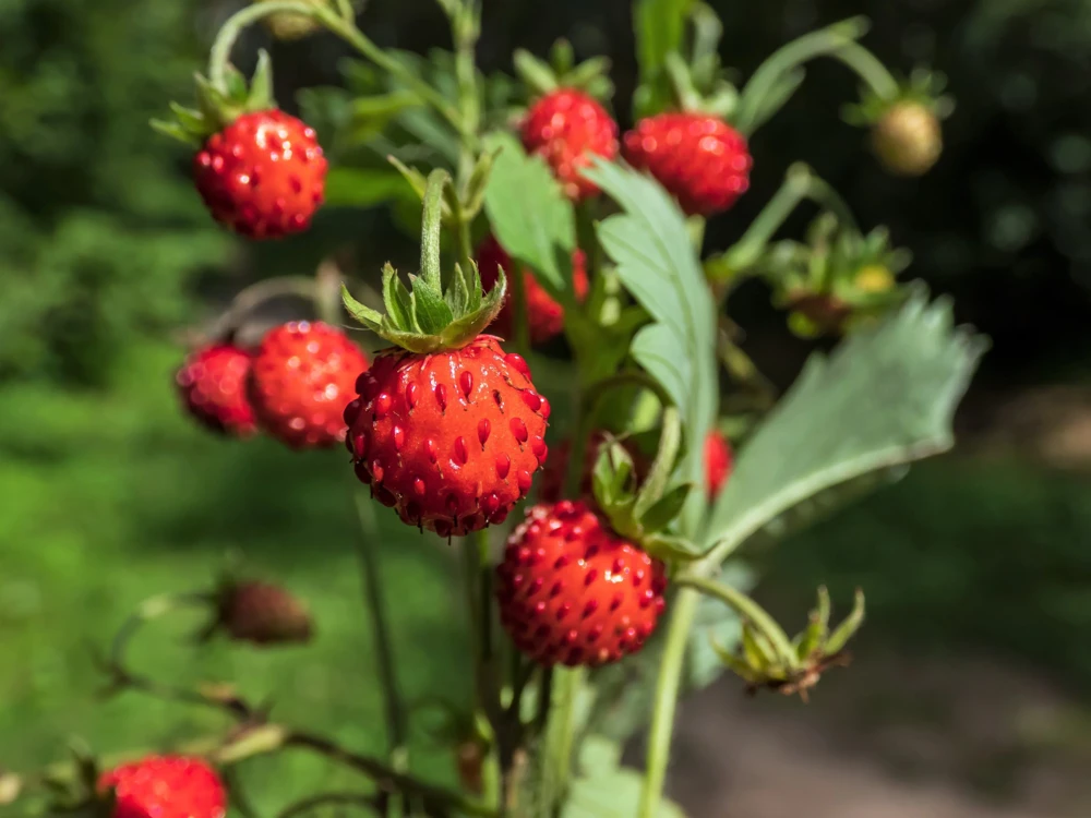 60 Ruegen Everbearing Alpine Strawberry Seeds - Fragaria Vesca Red Berry Fruit - Image 2