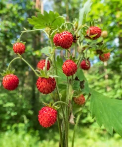 60 Ruegen Everbearing Alpine Strawberry Seeds - Fragaria Vesca Red Berry Fruit - Image 3