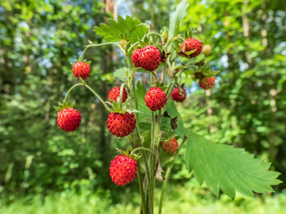 60 Ruegen Everbearing Alpine Strawberry Seeds - Fragaria Vesca Red Berry Fruit - Image 3