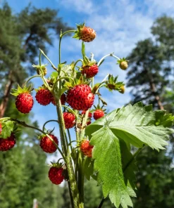60 Ruegen Everbearing Alpine Strawberry Seeds - Fragaria Vesca Red Berry Fruit - Image 4