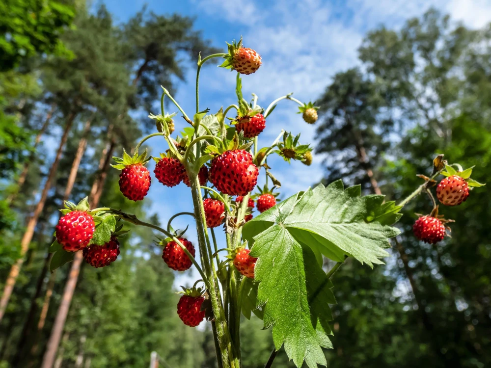 60 Ruegen Everbearing Alpine Strawberry Seeds - Fragaria Vesca Red Berry Fruit - Image 4
