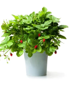 60 Ruegen Everbearing Alpine Strawberry Seeds - Fragaria Vesca Red Berry Fruit - Image 5