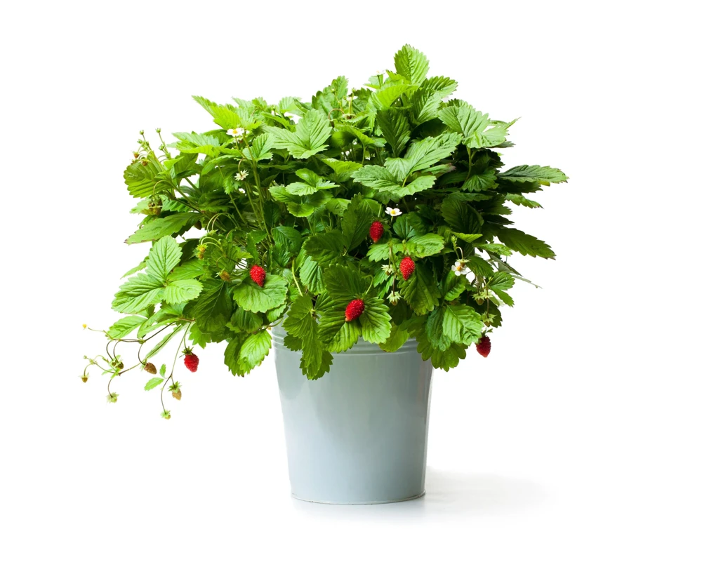 60 Ruegen Everbearing Alpine Strawberry Seeds - Fragaria Vesca Red Berry Fruit - Image 5