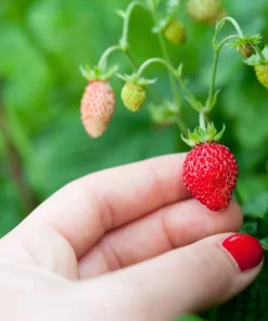 60 Ruegen Everbearing Alpine Strawberry Seeds - Fragaria Vesca Red Berry Fruit - Image 6