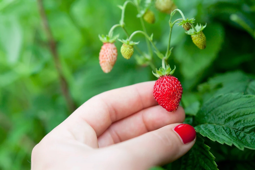 60 Ruegen Everbearing Alpine Strawberry Seeds - Fragaria Vesca Red Berry Fruit - Image 6