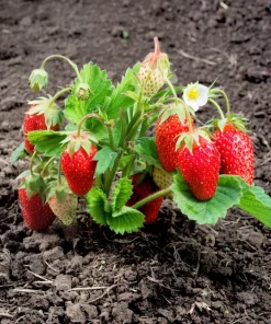 60 Ruegen Everbearing Alpine Strawberry Seeds - Fragaria Vesca Red Berry Fruit - Image 7