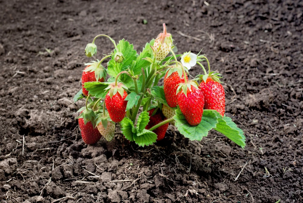 60 Ruegen Everbearing Alpine Strawberry Seeds - Fragaria Vesca Red Berry Fruit - Image 7