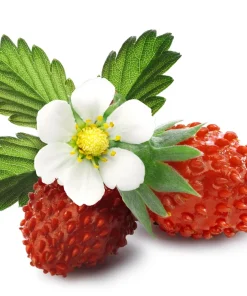 60 Ruegen Everbearing Alpine Strawberry Seeds - Fragaria Vesca Red Berry Fruit - Image 8