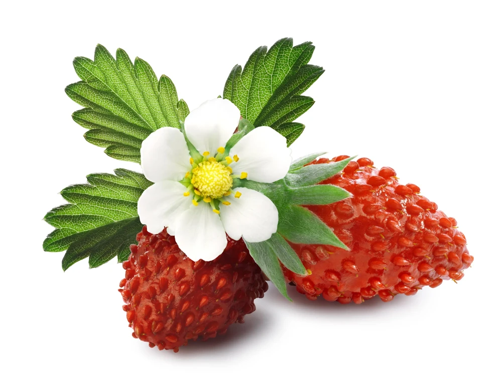 60 Ruegen Everbearing Alpine Strawberry Seeds - Fragaria Vesca Red Berry Fruit - Image 8
