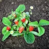 60 Ruegen Everbearing Alpine Strawberry Seeds - Fragaria Vesca Red Berry Fruit - Image 1