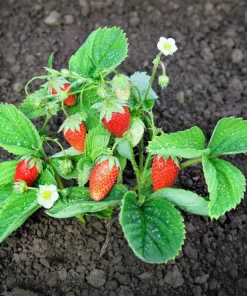 60 Ruegen Everbearing Alpine Strawberry Seeds - Fragaria Vesca Red Berry Fruit - Image 1
