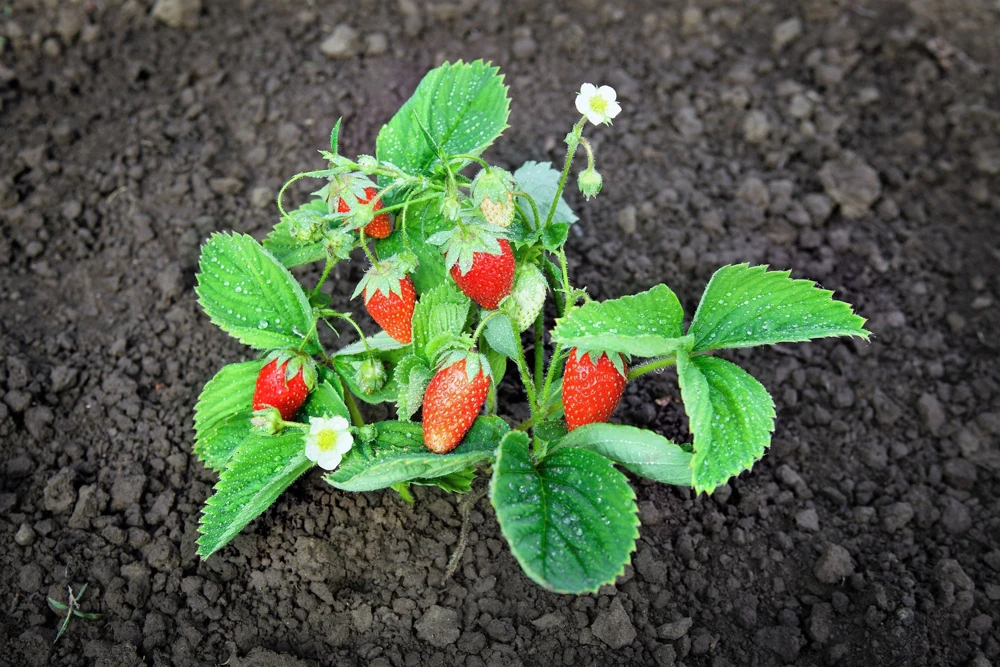 60 Ruegen Everbearing Alpine Strawberry Seeds - Fragaria Vesca Red Berry Fruit - Image 1