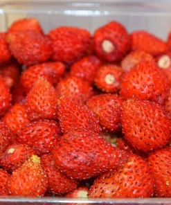 60 Ruegen Everbearing Alpine Strawberry Seeds - Fragaria Vesca Red Berry Fruit - Image 9
