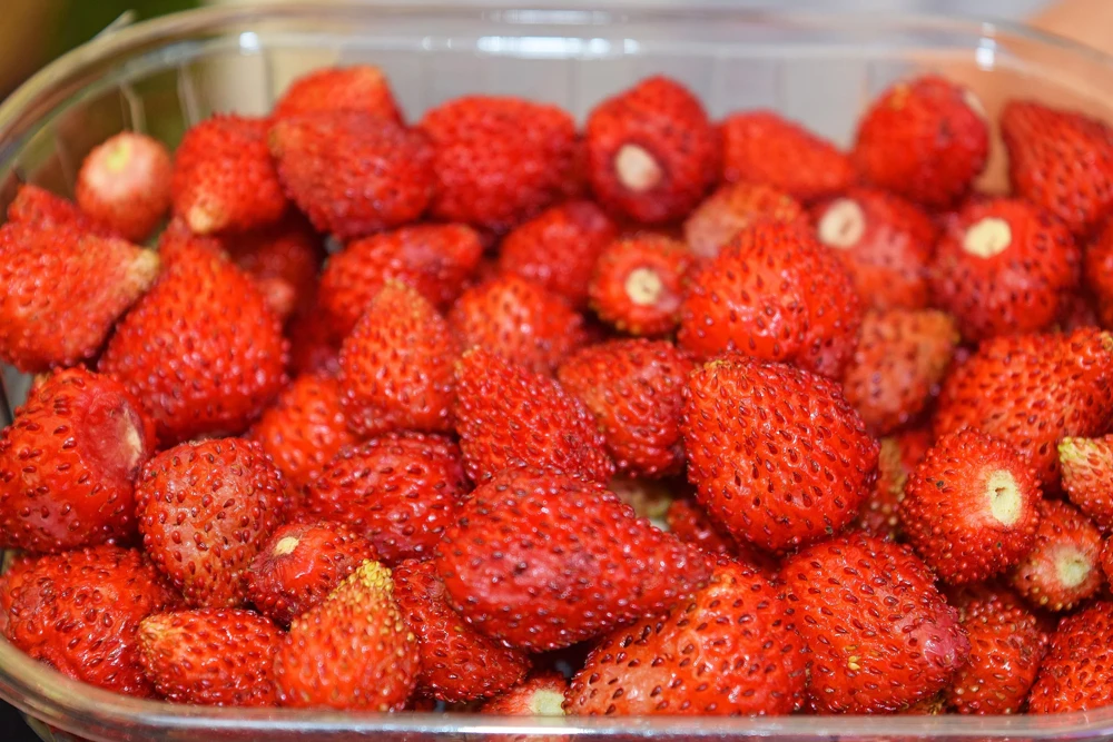 60 Ruegen Everbearing Alpine Strawberry Seeds - Fragaria Vesca Red Berry Fruit - Image 9