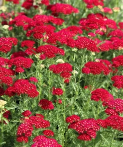 600 Red Yarrow Flower Seeds - Achillea Millefolium Rubra - Image 10