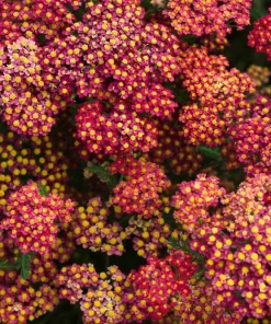 600 Red Yarrow Flower Seeds - Achillea Millefolium Rubra - Image 11