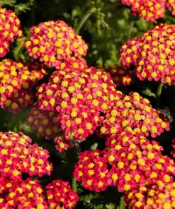 600 Red Yarrow Flower Seeds - Achillea Millefolium Rubra - Image 12