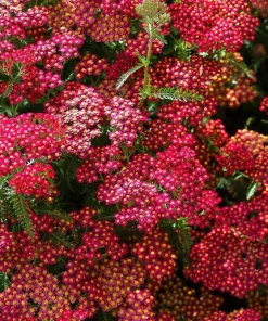 600 Red Yarrow Flower Seeds - Achillea Millefolium Rubra - Image 13