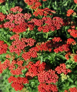 600 Red Yarrow Flower Seeds - Achillea Millefolium Rubra - Image 14