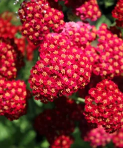 600 Red Yarrow Flower Seeds - Achillea Millefolium Rubra - Image 2