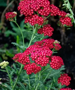 600 Red Yarrow Flower Seeds - Achillea Millefolium Rubra - Image 3