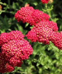 600 Red Yarrow Flower Seeds - Achillea Millefolium Rubra - Image 4