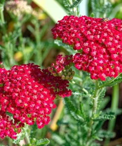 600 Red Yarrow Flower Seeds - Achillea Millefolium Rubra - Image 5