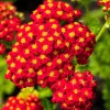 600 Red Yarrow Flower Seeds - Achillea Millefolium Rubra - Image 1