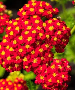 600 Red Yarrow Flower Seeds - Achillea Millefolium Rubra - Image 1