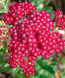 600 Red Yarrow Flower Seeds - Achillea Millefolium Rubra - Image 6